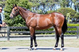 Declarationofheart Pictured as a Yearling. 